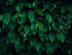 Pengertian dan Fungsi Klorofil Pada Tumbuhan Hijau